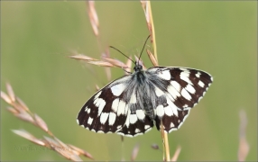 <p>OKÁČ BOJÍNKOVÝ (Melanargia galathea) ----- /Marbled white - Schachbrett (Schmetterling)/</p>