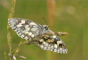 <p>OKÁČ BOJÍNKOVÝ (Melanargia galathea) Knížecí ----- /Marbled white - Schachbrett (Schmetterling)/</p>
