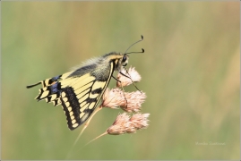 <p>OTAKÁREK FENYKLOVÝ (Papilio machaon) ----- /Old World swallowtail - Schwalbenschwanz/</p>