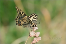 <p>OTAKÁREK FENYKLOVÝ (Papilio machaon)  ----- /Old World swallowtail - Schwalbenschwanz/</p>