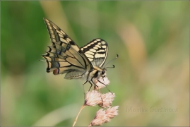 <p>OTAKÁREK FENYKLOVÝ (Papilio machaon) ----- /Old World swallowtail - Schwalbenschwanz/</p>