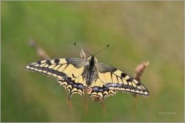 <p>OTAKÁREK FENYKLOVÝ (Papilio machaon) ----- /Old World swallowtail - Schwalbenschwanz/</p>