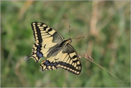 <p>OTAKÁREK FENYKLOVÝ (Papilio machaon) ----- /Old World swallowtail - Schwalbenschwanz/</p>
