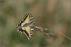 <p>OTAKÁREK FENYKLOVÝ (Papilio machaon) ----- /Old World swallowtail - Schwalbenschwanz/</p>