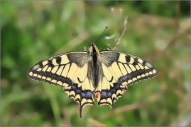 <p>OTAKÁREK FENYKLOVÝ (Papilio machaon) ----- /Old World swallowtail - Schwalbenschwanz/</p>