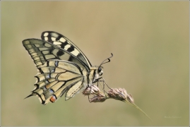 <p>OTAKÁREK FENYKLOVÝ (Papilio machaon) ----- /Old World swallowtail - Schwalbenschwanz/</p>