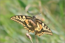 <p>OTAKÁREK FENYKLOVÝ (Papilio machaon) ----- /Old World swallowtail - Schwalbenschwanz/</p>