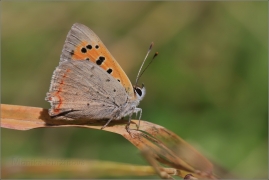 <p>OHNIVÁČER ČERNOKŘÍDLÝ (Lycaena phlaeas) (Papilio machaon) ---- /Small copper - Kleiner Feuerfalter/</p>
