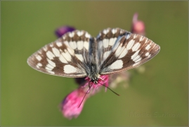<p>OKÁČ BOJÍNKOVÝ (Melanargia galathea) Knížecí ----- /Marbled white - Schachbrett (Schmetterling)/</p>