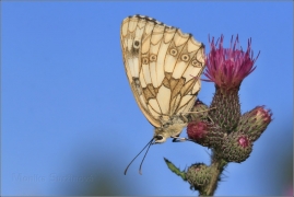 <p>OKÁČ BOJÍNKOVÝ (Melanargia galathea) Knížecí ----- /Marbled white - Schachbrett (Schmetterling)/</p>