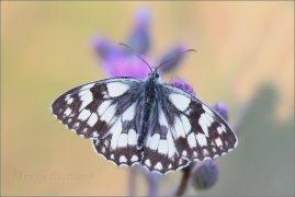 <p>OKÁČ BOJÍNKOVÝ (Melanargia galathea) Knížecí ----- /Marbled white - Schachbrett (Schmetterling)/</p>