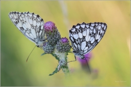 <p>OKÁČ BOJÍNKOVÝ (Melanargia galathea) Knížecí ----- /Marbled white - Schachbrett (Schmetterling)/</p>