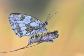 <p>OKÁČ BOJÍNKOVÝ (Melanargia galathea) Knížecí ----- /Marbled white - Schachbrett (Schmetterling)/</p>