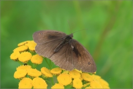 <p>OKÁČ LUČNÍ - sameček (Maniola jurtina) ---- /Meadow brown butterfly - Großes Ochsenauge/</p>