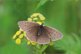 <p>OKÁČ PROSÍČKOVÝ (Aphantopus hyperantus) ---- /Ringlet - Brauner Waldvogel/</p>
