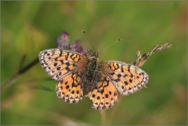 <p>PERLEŤOVEC KOPŘIVOVÝ (Brenthis ino) ----- /Lesser marbled fritillary - Mädesüß-Perlmutterfalter/</p>