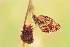 <p>PERLEŤOVEC DVANÁCTITEČNÝ (Boloria selene) ---- /Small pearl-bordered fritillary - Braunfleckiger Perlmutterfalter/</p>