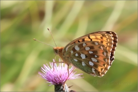 <p>PERLEŤOVEC VELKÝ ( (Argynnis aglaja) ---- /Dark green fritillary - Großer Perlmutterfalter/</p>