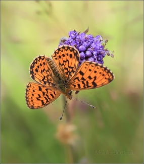 <p>PERLEŤOVEC DVANÁCTITEČNÝ (Boloria selene) ---- /Small pearl-bordered fritillary - Braunfleckiger Perlmutterfalter/</p>