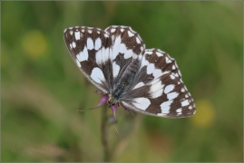 <p>OKÁČ BOJÍNKOVÝ (Melanargia galathea) Knížecí ----- /Marbled white - Schachbrett (Schmetterling)/</p>