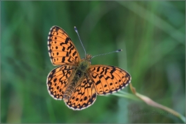 <p>PERLEŤOVEC DVANÁCTITEČNÝ (Boloria selene) ---- /Small pearl-bordered fritillary - Braunfleckiger Perlmutterfalter/</p>