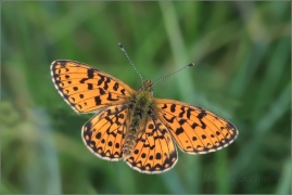 <p>PERLEŤOVEC DVANÁCTITEČNÝ (Boloria selene) ---- /Small pearl-bordered fritillary - Braunfleckiger Perlmutterfalter/</p>