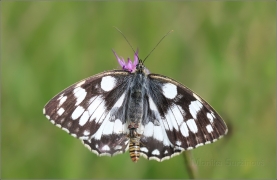 <p>OKÁČ BOJÍNKOVÝ (Melanargia galathea) Knížecí ----- /Marbled white - Schachbrett (Schmetterling)/</p>