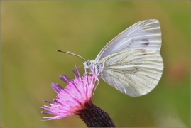 <p>BĚLÁSEK ŘEPKOVÝ (Pieris napi) ---- /Green-veined white - Rapsweißling/</p>