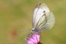<p>BĚLÁSEK ŘEPKOVÝ (Pieris napi) ---- /Green-veined white - Rapsweißling/</p>