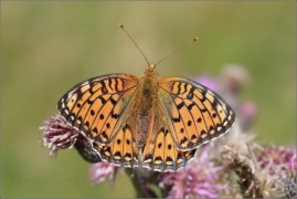 <p>PERLEŤOVEC VELKÝ ( (Argynnis aglaja) ---- /Dark green fritillary - Großer Perlmutterfalter/</p>