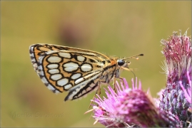 <p>SOUMRAČNÍK ČERNOHNĚDÝ (Heteropterus morpheus) Šluknovsko - Rybniště ----- /Large chequered skipper - Spiegelfleck-Dickkopffalter/</p>
