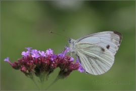<p>BĚLÁSEK ŘEPKOVÝ (Pieris napi) ---- /Green-veined white - Rapsweißling/
</p>