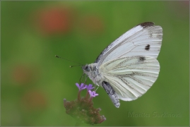 <p>BĚLÁSEK ŘEPKOVÝ (Pieris napi) ---- /Green-veined white - Rapsweißling/</p>