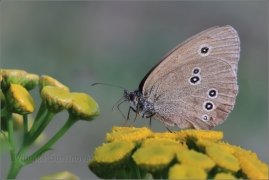 <p>OKÁČ PROSÍČKOVÝ (Aphantopus hyperantus) ---- /Ringlet - Brauner Waldvogel/</p>