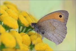 <p>OKÁČ LUČNÍ (Maniola jurtina) ---- /Meadow brown butterfly - Großes Ochsenauge/</p>