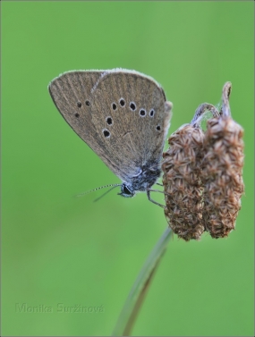 <p>MODRÁSEK BAHENNÍ (Maculinea nausithous) Rychnov u Jbc.n.N. ---- /Dusky large blue - Dunkler Wiesenknopf-Ameisenbläuling/</p>