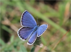 <p>MODRÁSEK PODOBNÝ (Plebejus argyrognomon) Mladá Boleslav - Radouč ---- /Reverdin's blue b utterfly - Kronwicken-Bläuling/</p>