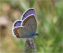 <p>MODRÁSEK PODOBNÝ (Plebejus argyrognomon) Mladá Boleslav - Radouč ---- /Reverdin's blue b utterfly - Kronwicken-Bläuling/</p>
