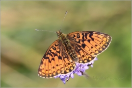 <p>PERLEŤOVEC DVANÁCTITEČNÝ (Boloria selene) ---- /Small pearl-bordered fritillary - Braunfleckiger Perlmutterfalter/</p>