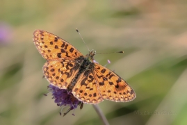 <p>PERLEŤOVEC DVANÁCTITEČNÝ (Boloria selene) ---- /Small pearl-bordered fritillary - Braunfleckiger Perlmutterfalter/</p>