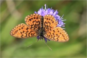 <p>PERLEŤOVEC DVANÁCTITEČNÝ (Boloria selene) ---- /Small pearl-bordered fritillary - Braunfleckiger Perlmutterfalter/</p>