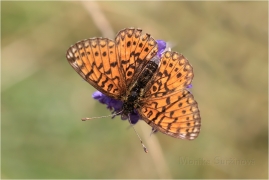 <p>PERLEŤOVEC DVANÁCTITEČNÝ (Boloria selene) ---- /Small pearl-bordered fritillary - Braunfleckiger Perlmutterfalter/</p>