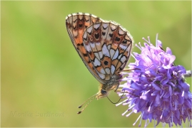 <p>PERLEŤOVEC DVANÁCTITEČNÝ (Boloria selene) ---- /Small pearl-bordered fritillary - Braunfleckiger Perlmutterfalter/</p>