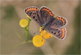 <p>OHNIVÁČEK ČERNOSVRNNÝ - samička (Lycaena tityrus) ---- /Sooty copper - Brauner Feuerfalter/</p>