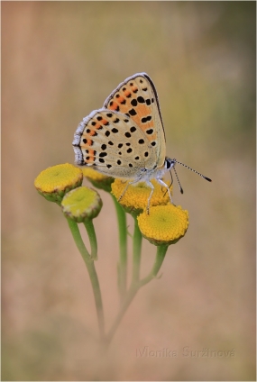 <p>OHNIVÁČEK ČERNOSVRNNÝ (Lycaena tityrus) ---- /Sooty copper - Brauner Feuerfalter/</p>