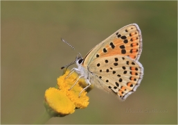<p>OHNIVÁČEK ČERNOSVRNNÝ (Lycaena tityrus) ---- /Sooty copper - Brauner Feuerfalter/</p>