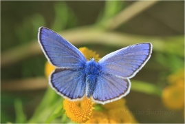 <p>MODRÁSEK JEHLICOVÝ ( Polyommatus icarus) ---- /Common blue butterfly - Hauhechel-Bläuling/</p>