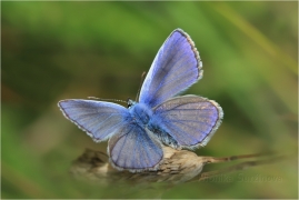 <p>MODRÁSEK JEHLICOVÝ ( Polyommatus icarus) ---- /Common blue butterfly - Hauhechel-Bläuling/</p>