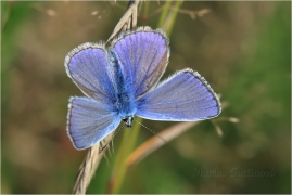 <p>MODRÁSEK JEHLICOVÝ ( Polyommatus icarus) ---- /Common blue butterfly - Hauhechel-Bläuling/</p>