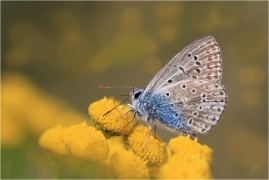 <p>MODRÁSEK JEHLICOVÝ ( Polyommatus icarus) ---- /Common blue butterfly - Hauhechel-Bläuling/</p>